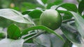 Young green lime fruit on a tree. Close-up of lemon fruits on branches moving in the wind Royalty Free Stock Photo