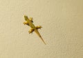 Young green lizard little nimble inhabitant of Thai fauna on a stone background Royalty Free Stock Photo