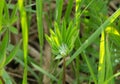 Young green lupin leaf with water drops Royalty Free Stock Photo