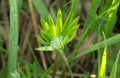 Young green lupin leaves with water drops Royalty Free Stock Photo
