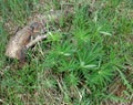 Young green lupine bush