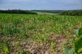 Young green maize field. Growing corn plant on sunny summer day in countryside. Slovakia Royalty Free Stock Photo