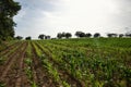 Young green maize field. Growing corn plant on sunny summer day in countryside. Slovakia