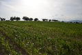 Young green maize field. Growing corn plant on sunny summer day in countryside. Slovakia Royalty Free Stock Photo