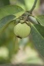 Young green mangosteen. Royalty Free Stock Photo
