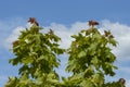 Young green maples against the blue sky with beautiful clouds, beautiful landscape for relaxation