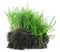 Young green meadow grass with roots in black soil isolated on white background Royalty Free Stock Photo