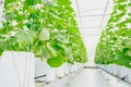 Young green melon or cantaloupe growing in the greenhouse. Royalty Free Stock Photo