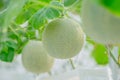 Young green melon or cantaloupe growing in the greenhouse. Royalty Free Stock Photo