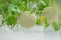 Young green melon or cantaloupe growing in the greenhouse. Royalty Free Stock Photo