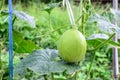 Young green melon hanging on tree in field