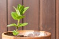 Young green mint plant Apple mint growing in a ceramic pot with rustic brown wall in the background