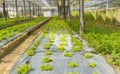 Young green Mizuna growth in hydroponics system.