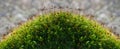 Young, green moss in the forest close up Royalty Free Stock Photo