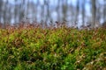 Young, green moss in the forest close up Royalty Free Stock Photo