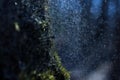 Young green moss under raindrops with bokeh effect, microplants closeup, natural concept