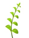 Young green multi leaf sprout