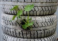 Nasturtium sprout growing in an old automobile tyre Royalty Free Stock Photo