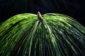 Young green needles of conifer