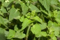 Young green nettle Royalty Free Stock Photo