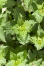 Young green nettle Royalty Free Stock Photo