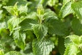 Young green nettle Royalty Free Stock Photo