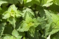 Young green nettle Royalty Free Stock Photo