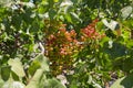 Young, green nuts on a branch of a pistachio