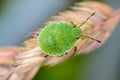 Green nymph bug with black dots on a shell sits on a leaf of grass Royalty Free Stock Photo