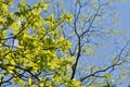 Young Green Oak Leaves In Spring