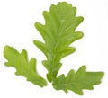 Young green oak leaves on a white background Royalty Free Stock Photo