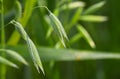 Young green oats on the field in the morning dew. A field of young green oats. Royalty Free Stock Photo