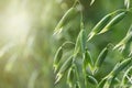 Young green oats on the field in the morning dew. Royalty Free Stock Photo