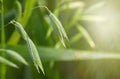 Young green oats on the field in the morning dew. Royalty Free Stock Photo
