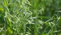 Young green oats on the field in the morning dew. A field of young green oats. Royalty Free Stock Photo