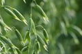 Young green oats on the field in the morning dew. A field of young green oats. Royalty Free Stock Photo