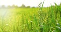 Young green oats on the field in rainy weather. A field of young green oats in the rays of the morning sun. Royalty Free Stock Photo