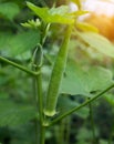 Young green okra Royalty Free Stock Photo