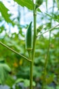 Young green okra Royalty Free Stock Photo