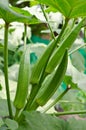 Young green okra on tree Royalty Free Stock Photo