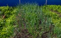 This is a young green onion growing in a garden bed. Growing vegetables for a healthy diet. Onions sprout in early spring in the Royalty Free Stock Photo