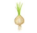 young Green onion sprout growing out from soil isolated on white background, watercolor illustration Royalty Free Stock Photo