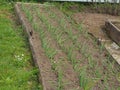 Young green onions grow in the garden in sprin Royalty Free Stock Photo