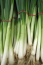 Young green onions