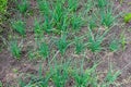 Young green onions sevok on a bed in the spring in the garden