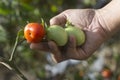 Young green and orange tomatoes in hands. Hand picking tomatoes in an agriculture field. Person holding fresh fruit vegetables Royalty Free Stock Photo