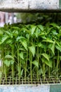 Young green organic vegetables seedlings on farmers market to sell Royalty Free Stock Photo