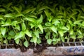 Young green organic vegetables seedlings on farmers market to sell Royalty Free Stock Photo