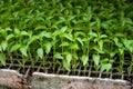 Young green organic vegetables seedlings on farmers market to sell Royalty Free Stock Photo