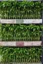 Young green organic vegetables seedlings on farmers market to sell Royalty Free Stock Photo